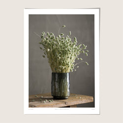 Phalaris