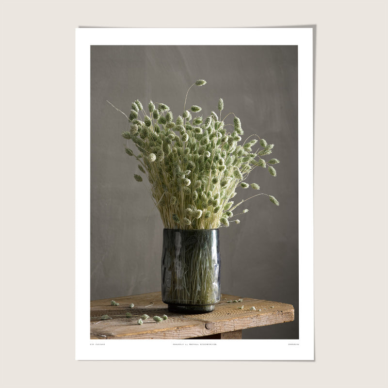 Phalaris