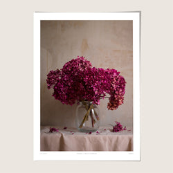 Hydrangea