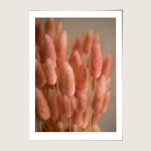 Lagurus II