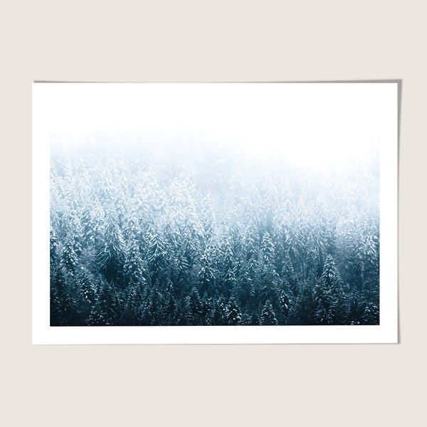 Moody Forest