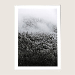 Misty Forest