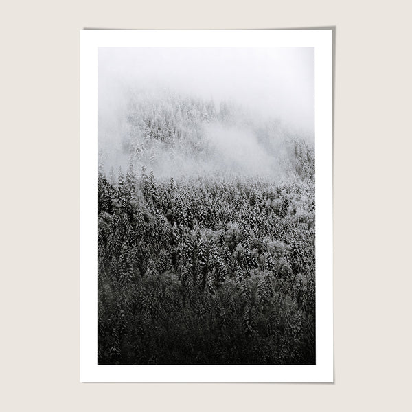 Misty Forest