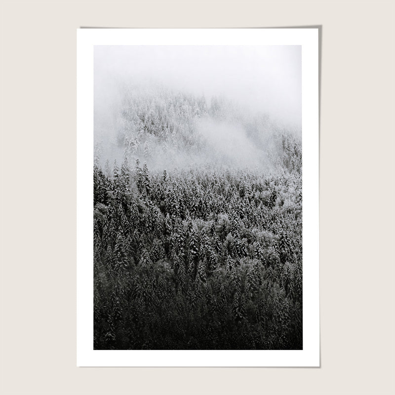 Misty Forest